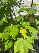 Red Rocket Maple