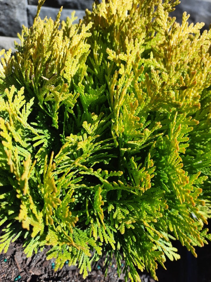 Anna's Magic Ball Arborvitae – Toms Creek Farm & Nursery