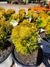 Anna's Magic Ball Arborvitae - Sold Out