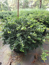 Helleri Japanese Holly