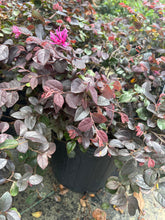 Ruby Loropetalum