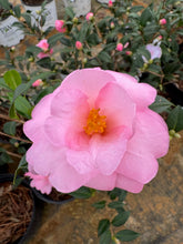 Taylor's Perfection Camellia
