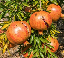 Salavatski Pomegranate (Russian)