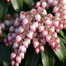 Pieris 'Katsura'