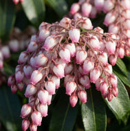 Pieris 'Katsura'