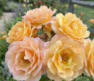 Peach Drift Rose
