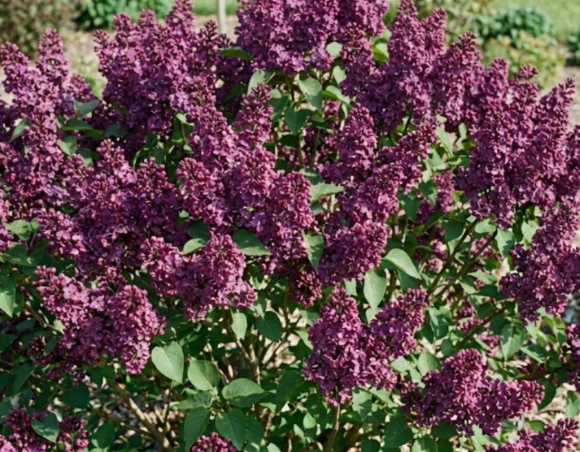 Bloomerang Dark Purple Lilac
