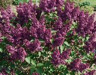 Bloomerang Dark Purple Lilac