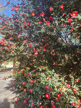Yuletide Camellia