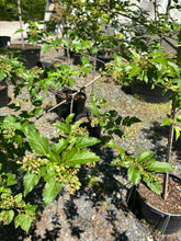 Amur Flame Maple