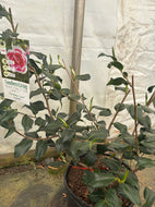 Christmas Carol Camellia