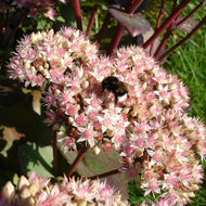 Matrona Sedum