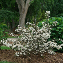 Wine and Spirits Weigela