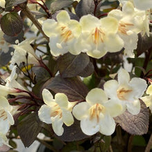 Wine and Spirits Weigela