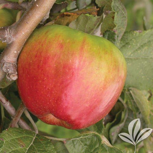 Malus domestica 'Red Delicious' (Semi-Dwarf Apple)