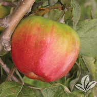 Jonagold (semi-dwarf) Apple