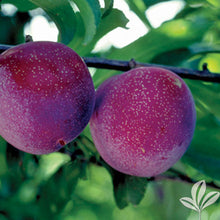 Santa Rosa Plum (fruiting)