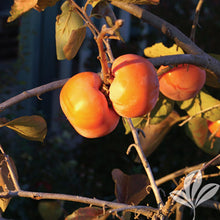 Tamopan Oriental Persimmon