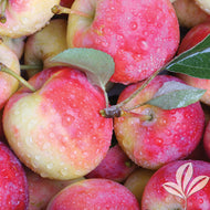Pink Lady Apple (standard)