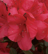 Red Formosa Azalea