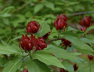 Carolina Allspice 'Sweet Bubby'  Bush