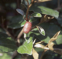 Fruitlandii Elaeagnus