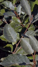 Fruitlandii Elaeagnus