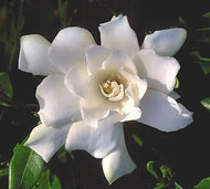 Radicans 'Creeping Dwarf' Gardenia