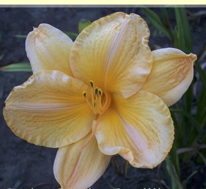 Angels Delight Daylily