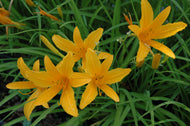 Aztec Gold Daylily