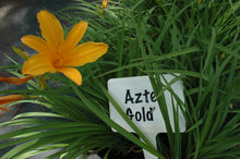 Aztec Gold Daylily