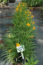 Aztec Gold Daylily