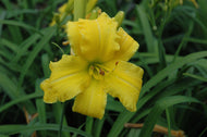 Golden Dew Drop Daylily