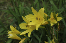 Lemon Vista Daylily