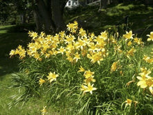 Lemon Vista Daylily