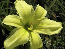 Lemon Vista Daylily