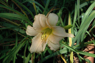 Luxury Lace Daylily