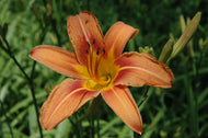 Fulva Daylily  aka Ditch Lily