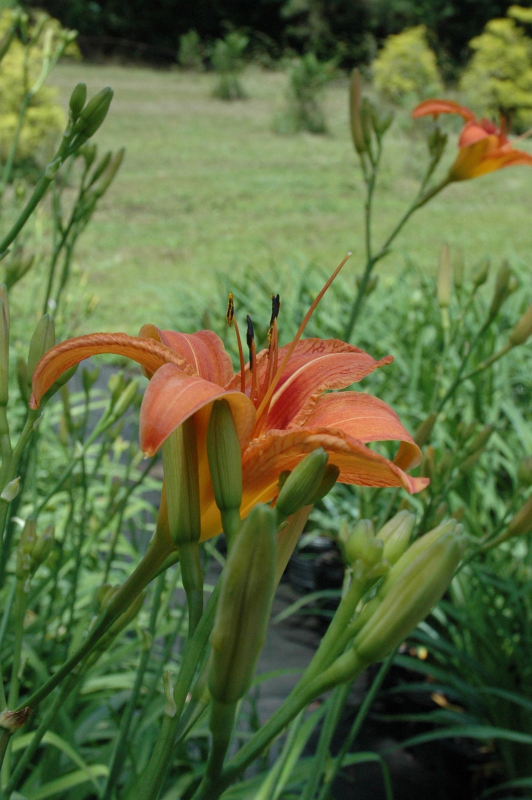 ditch lily flower Fulva Daylily aka Ditch Lily – Toms Creek Farm & Nursery