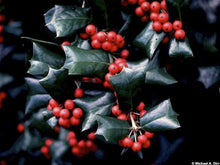 Dazzler Chinese Holly