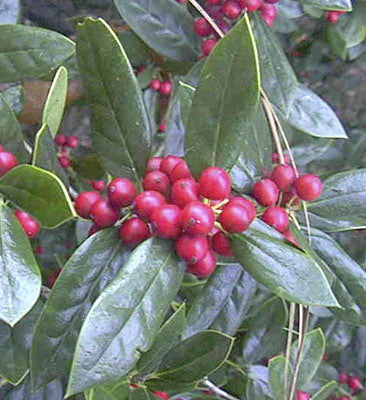 Needlepoint Chinese Holly – Toms Creek Farm & Nursery