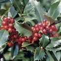 China Girl Holly