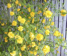 Double Flowering Kerria (Pleniflora)