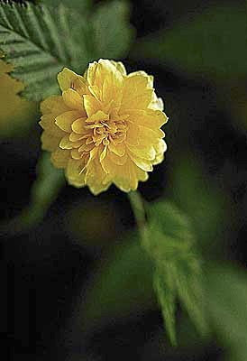 Double Flowering Kerria (Pleniflora)