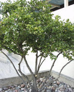 Japanese  Ligustrum