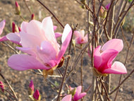 Jane Lily  Magnolia