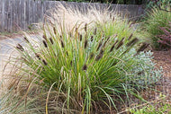 Black Fountain Grass