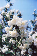 Mock Orange