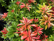 Mountain Fire Pieris Japonica