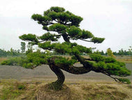 Japanese Black Pine